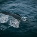 Close-up of a whale swimming deep in the ocean with Bitcoin symbols in the water.